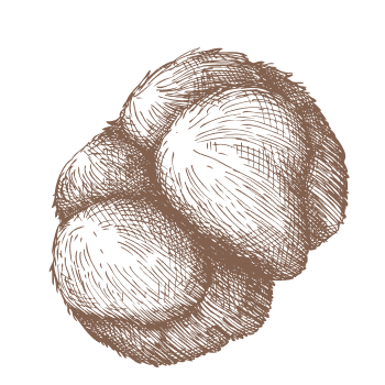 Sienta el poder de la melena de león