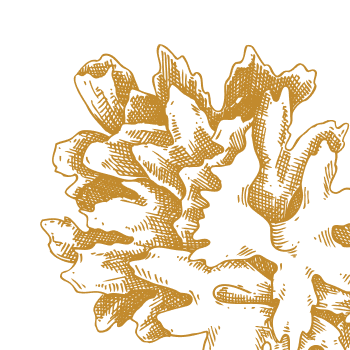 Gelatina de setas milagrosa