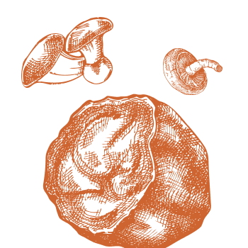 Secreto de vitalidad