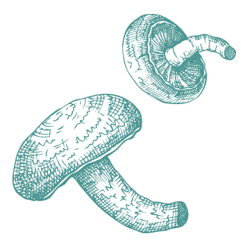 Miles de años de tradición para apoyar el cuerpo