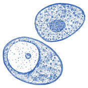 Elección de calidad para cada día
