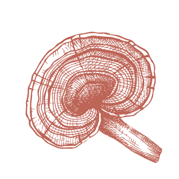 Vuelva a la tradición